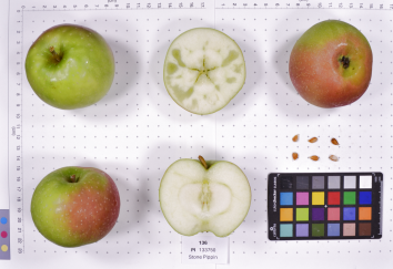Click for 3 image(s) for this accession. FRUIT